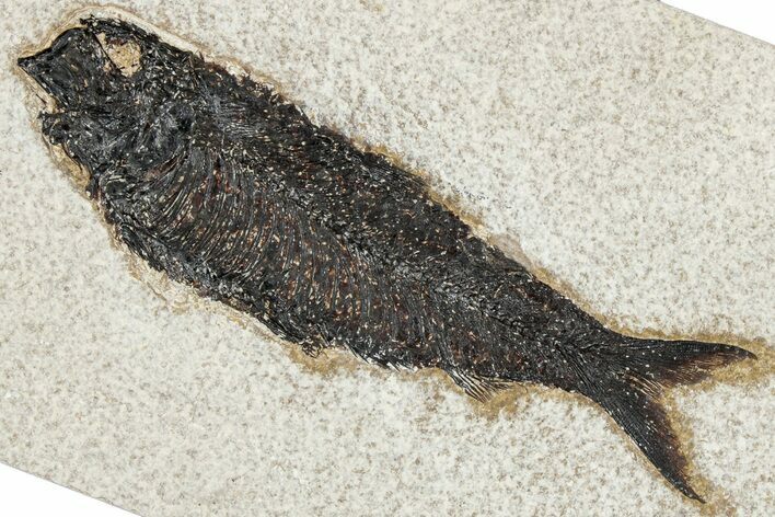 Detailed Fossil Fish (Knightia) - Huge for Species! #292405